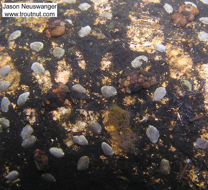 There's a stonefly nymph in the bottom right corner of this picture, but what's really interesting is those white blotches. They're pretty common in my Wisconsin home river river, stuck flat onto the rocks--lots of rocks have a speckled look as a result. They are microcaddis cases, made by larvae of the caddisfly family Hydroptilidae. These are made by larvae of the subfamily Leucotrichiinae, most likely the genus Leucotrichia. They spin little flat oval cases of silk tight and immobile against the rocks.  In this picture: Caddisfly Species Leucotrichia pictipes (Ring Horn Microcaddis). From the Namekagon River in Wisconsin.