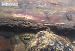 A large crayfish lurks under a log which is home to several mayfly nymphs and caddisfly larvae.  In this picture: Arthropod Order Decapoda (Crayfish), Insect Order Ephemeroptera (Mayflies), and Insect Order Trichoptera (Caddisflies). From the Namekagon River in Wisconsin.