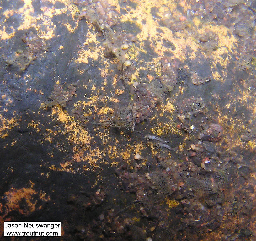 This picture shows some of the intricate homes woven by net-spinning caddis larvae.  In this picture: Insect Order Trichoptera (Caddisflies). From the Namekagon River in Wisconsin.