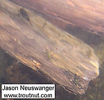 In this picture: Mayfly Species Ephemerella subvaria (Hendrickson) and Mayfly Species Ephemerella invaria (Sulphur Dun). From the Namekagon River in Wisconsin.