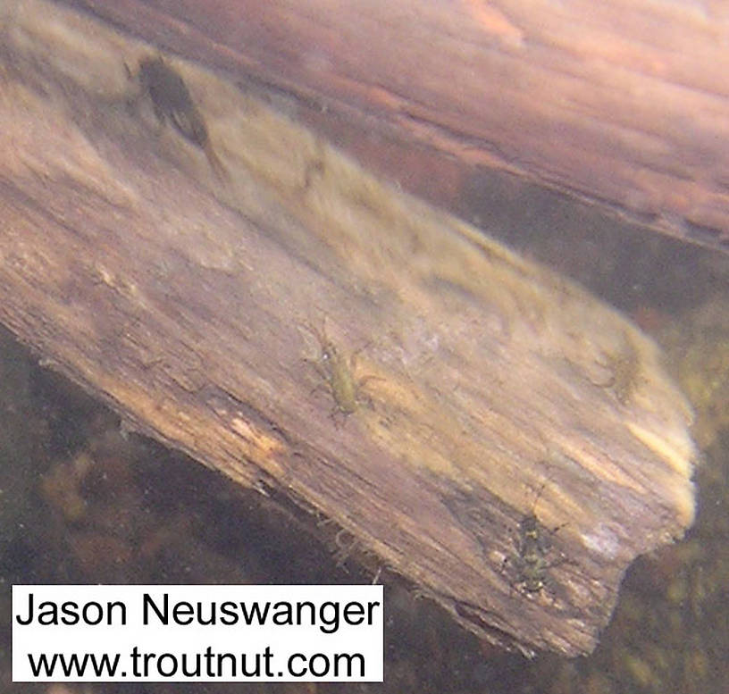 In this picture: Mayfly Species Ephemerella subvaria (Hendrickson) and Mayfly Species Ephemerella invaria (Sulphur Dun). From the Namekagon River in Wisconsin.