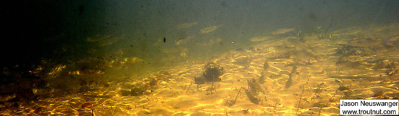 This picture has a lot of common shiners in the mix with the school of small brook trout. From the Mystery Creek # 19 in Wisconsin.