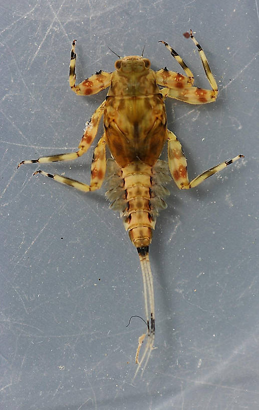 In alcohol, collected April 3, 2013. Dorsal view, specimen 1.