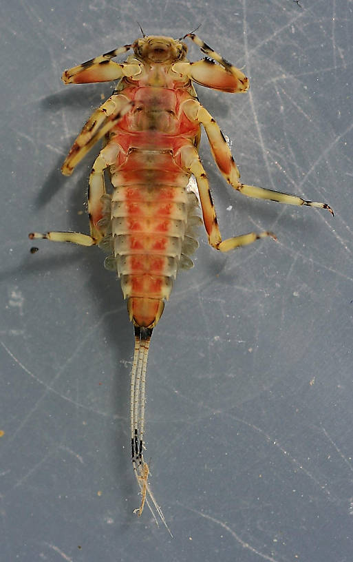 In alcohol, collected April 3, 2013. Ventral view, specimen 1.