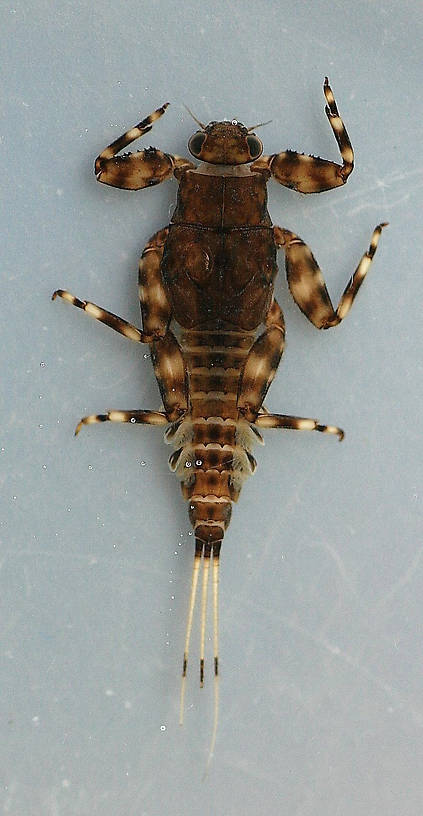 In alcohol, collected April 3, 2013.Dorsal view, specimen 2.