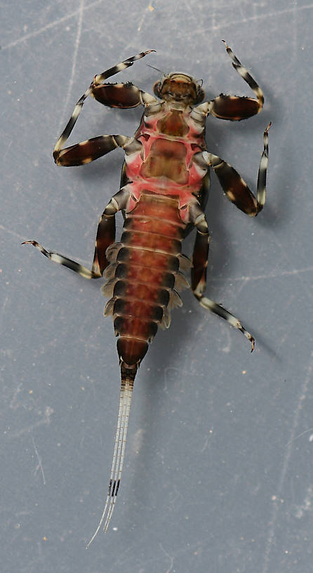 In alcohol, collected April 3, 2013. Ventral view, specimen 3.