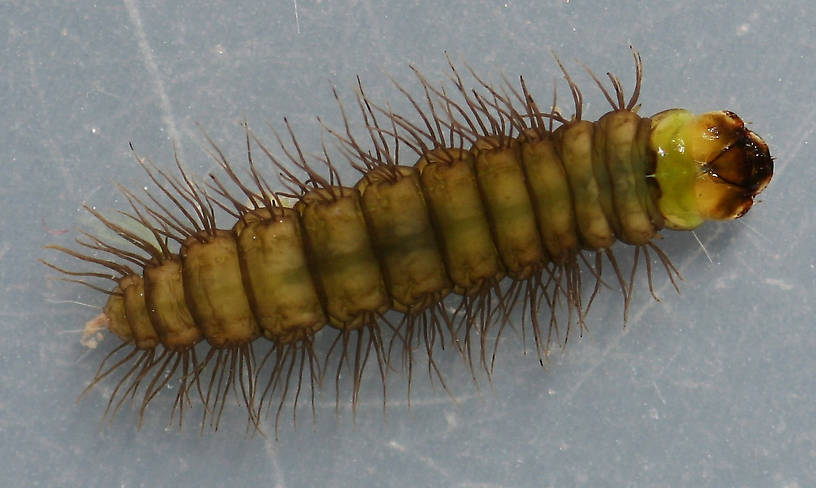 Larva 10 mm. In alcohol. Dorsal view.