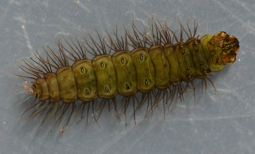 Larva 10 mm. In alcohol. Ventral view.