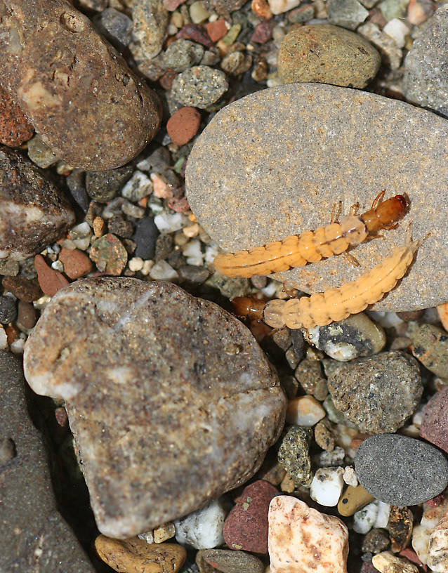 Larvae 8 mm. August 16, 2014.