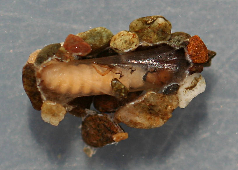 Prepupa. Case 10 mm, prepupa 8 mm. August 16, 2014. Live specimen.