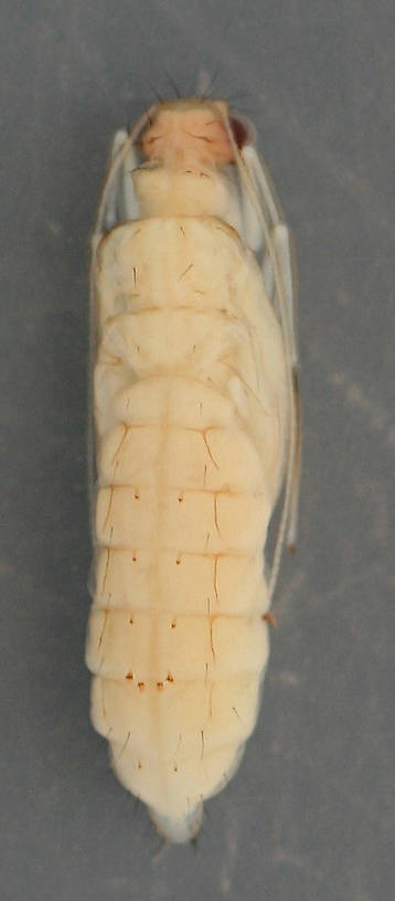 Dorsal view of early pupa from case above. In alcohol. Coloring about the same as live specimen. August 16, 2014. 