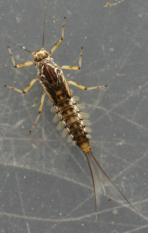 Female molting. November 14, 2013.