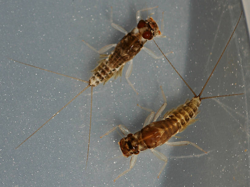 Male above, female below. September 5, 2014.