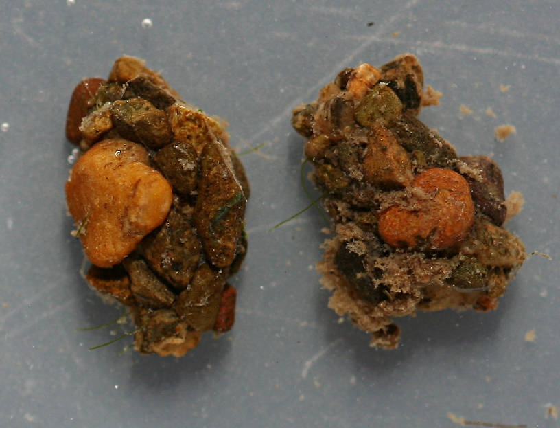 Pupal cases. 11 mm. Collected September 30, 2014.