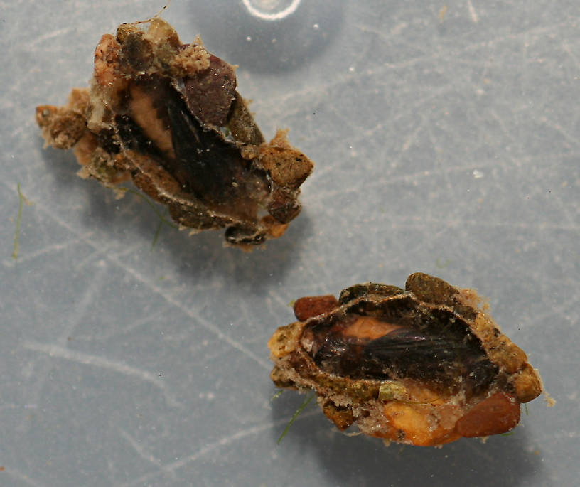 Pupal cases. 11 mm. Collected September 30, 2014.