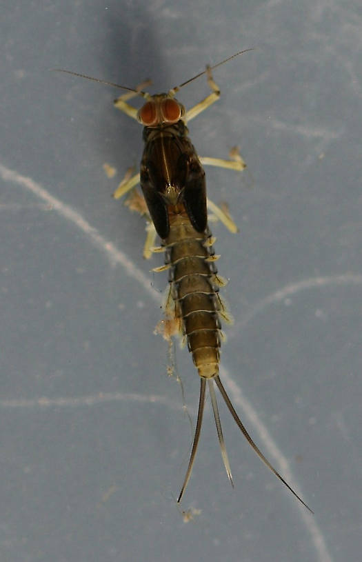 Fallceon quilleri nymph. Mature male. 5.5 mm (excluding cerci). Collected November 11, 2013. Dark
variant.