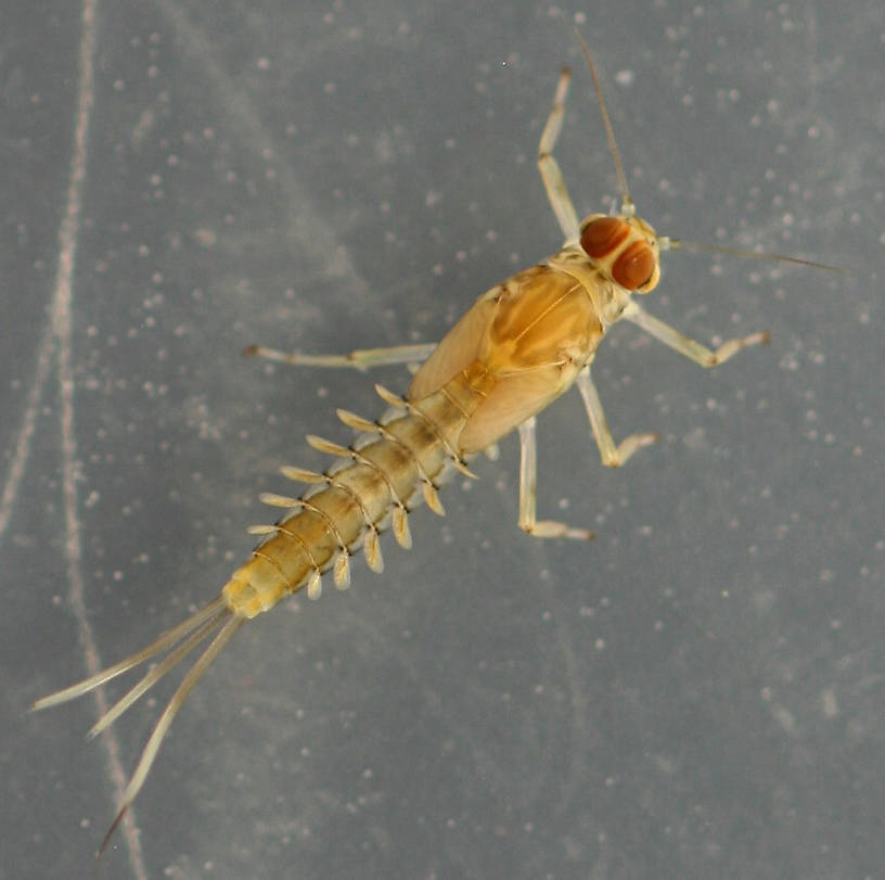 Fallceon quilleri nymph. Immature male. 6 mm (excluding cerci). Collected October 29, 2014. Light variant.