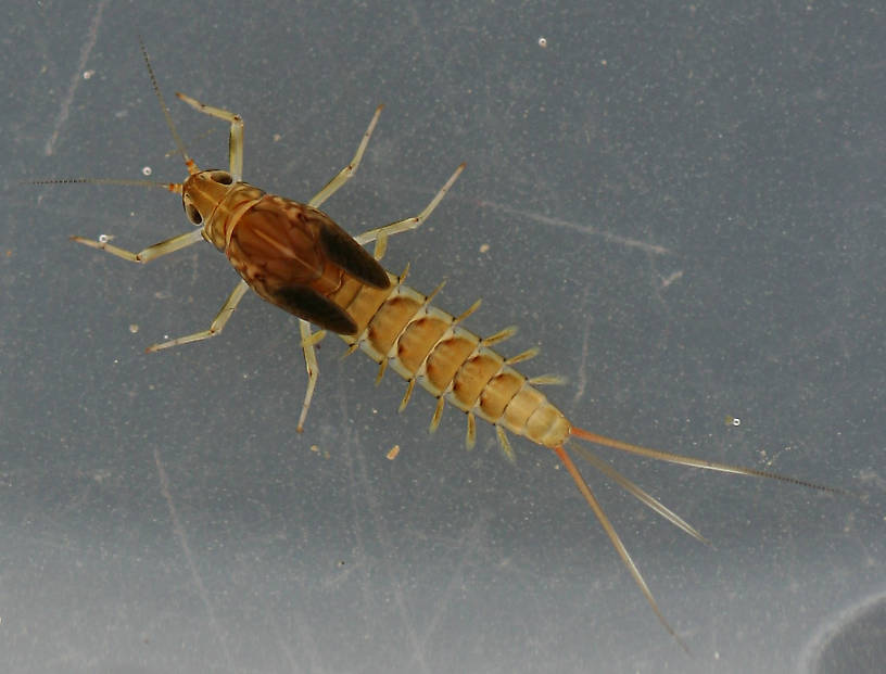 Fallceon quilleri nymph. Mature female. 7 mm (excluding cerci). Collected March 28, 2014. Light variant.