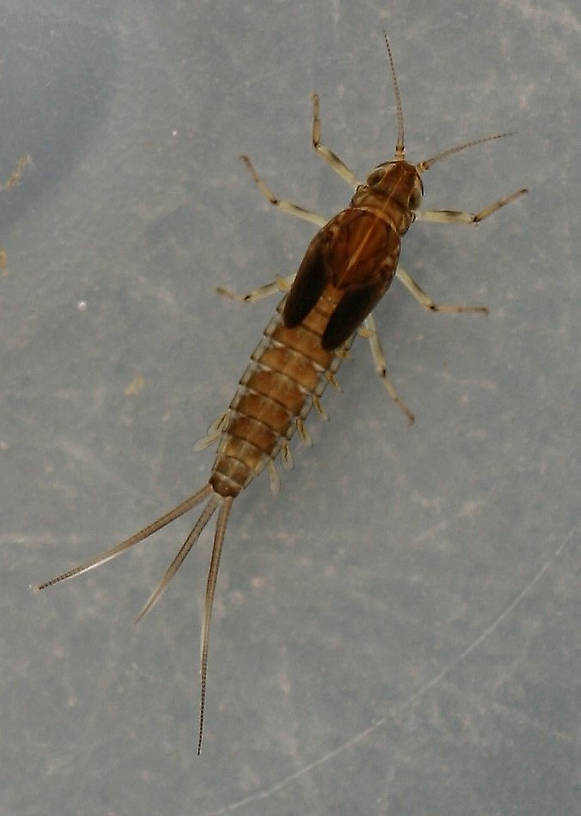 Fallceon quilleri nymph. Mature female. 7 mm (excluding cerci). Collected March 28, 2014. Dark variant.