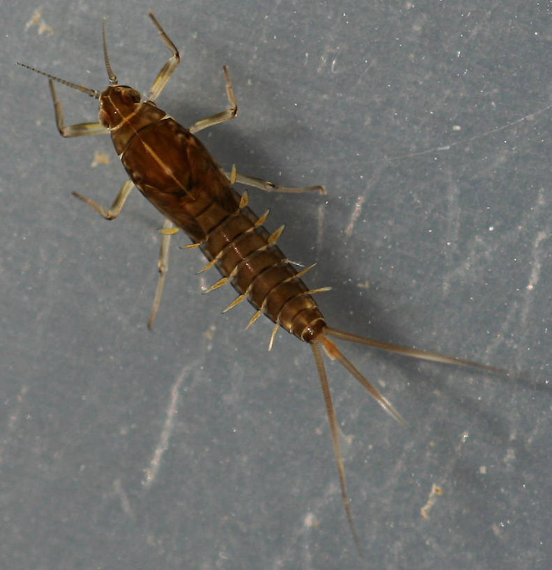 Fallceon quilleri nymph. Mature female. 6.5 mm (excluding cerci). Collected November 1, 2014. Dark variant.