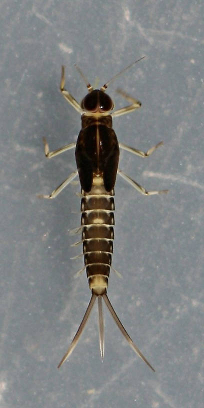 Fallceon thermophilos nymph. Mature male. 5.5 mm (excluding cerci). Collected July 15, 2014.