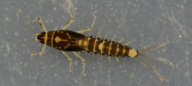 Fallceon thermophilos nymph. Mature female. 5.5 mm (excluding cerci). Collected April 21, 2014.