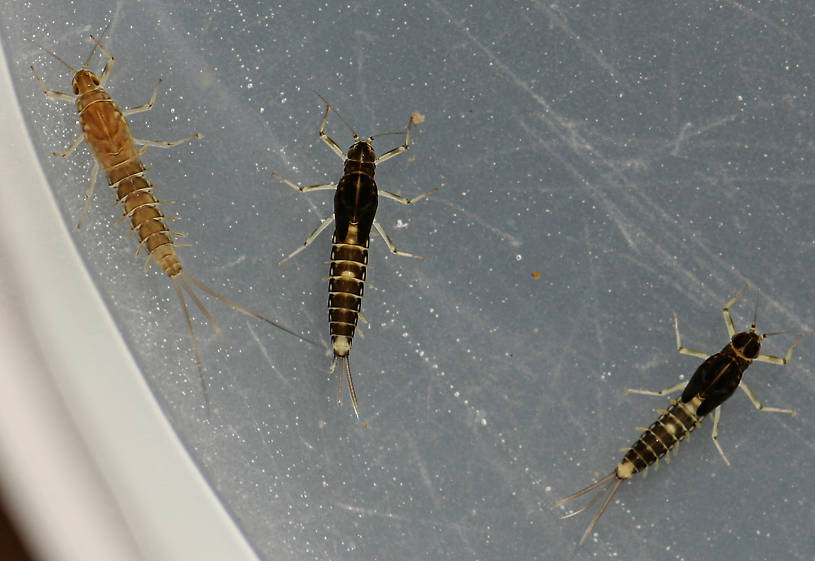 Fallceon thermophilos nymphs. Mature male and female with female Fallceon quilleri nymph. Collected November 7, 2014.