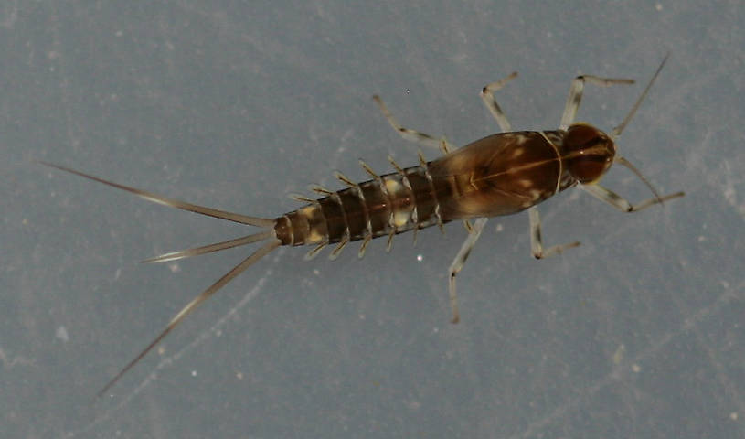 Fallceon sp.1. Male nymph. 5.5 mm (excluding cerci). Collected August 29, 2014.