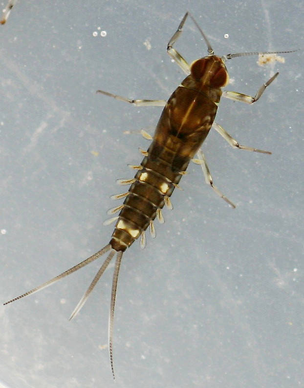 Fallceon sp.1. Male nymph. 5.5 mm (excluding cerci). Collected October 27, 2014.