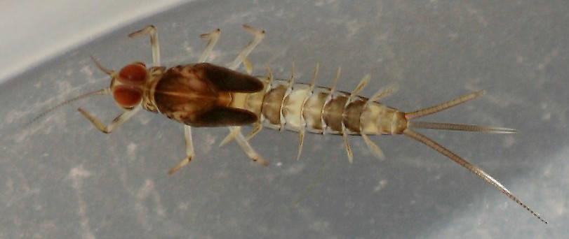 Fallceon sp.1. Male nymph. 5 mm (excluding cerci). Collected September 25, 2014.