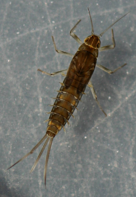 Female Fallceon sp.1 nymph. 5 mm. Collected November 9, 2014.