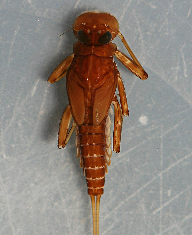 Ironodes nymph. 11 mm (excluding cerci). Collected May 11, 2010. In alcohol.