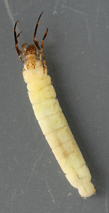 Larva 13 mm.