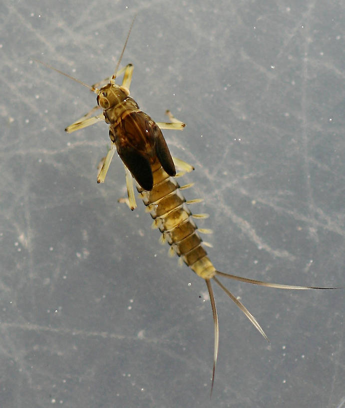 Female. 7 mm.