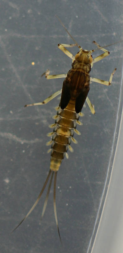 Female. 7mm.