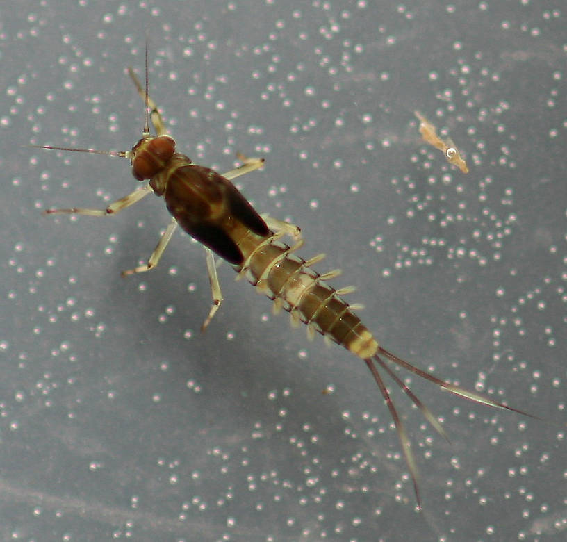 Male. 6.5 mm. 