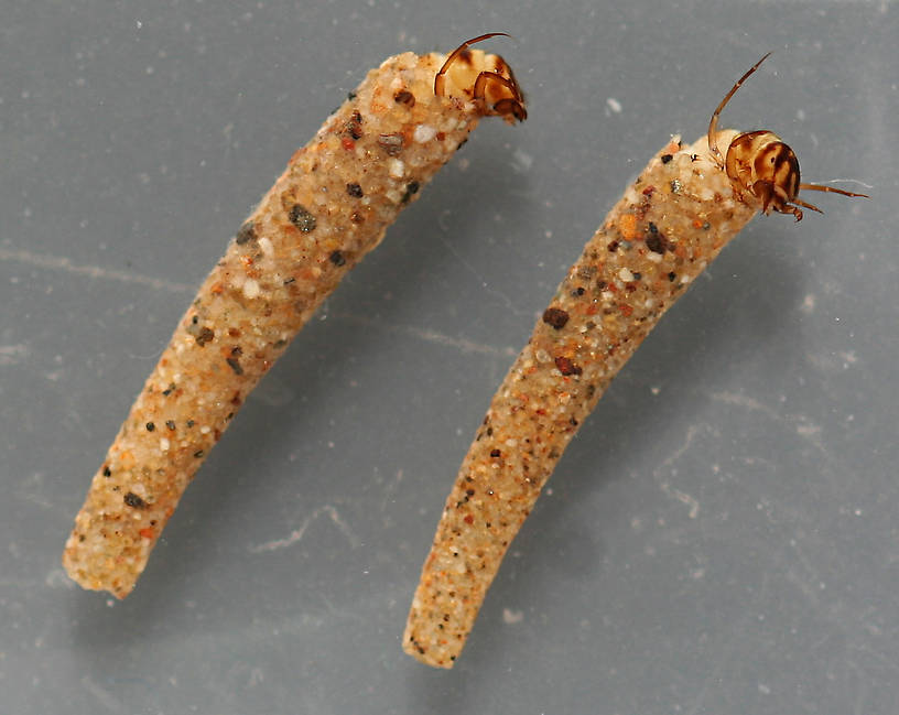 Larvae are 10 mm. Cases 11 mm.