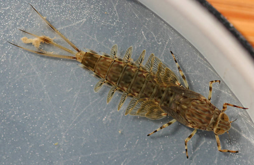 Intermediate nymph. About 15 mm (excluding cerci).