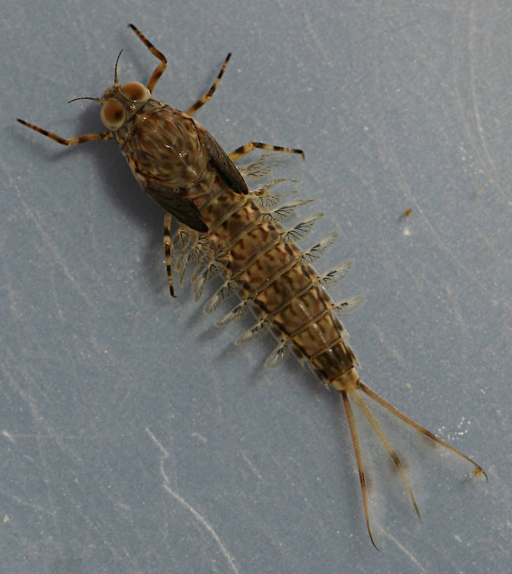 Mature nymph. About 16 mm (excluding cerci).