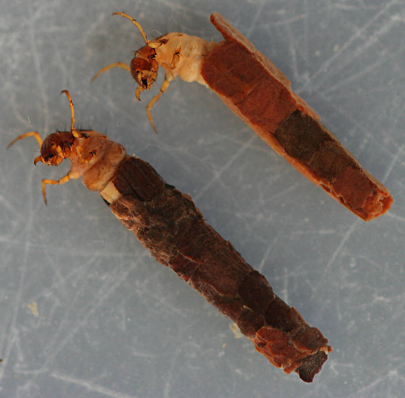 Late instars of panel case type. 11 mm larvae, 13 mm case.