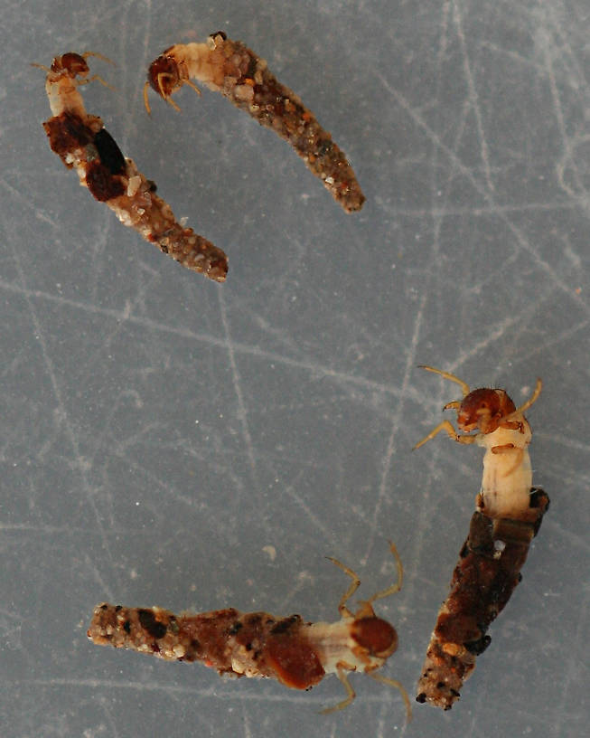 Early instars, panel case, 4-6 mm larvae and cases.