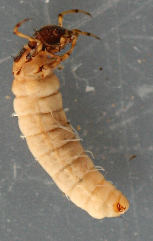 Larva 7 mm.