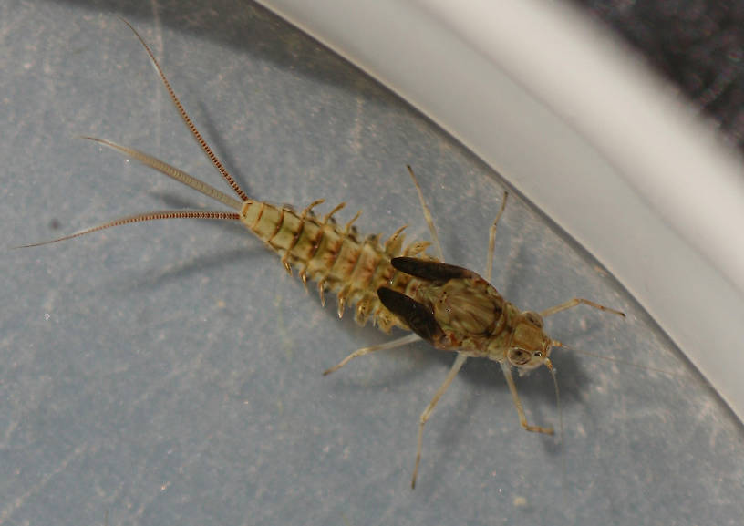 Female. Callibaetis sp. 7mm excluding cerci.
