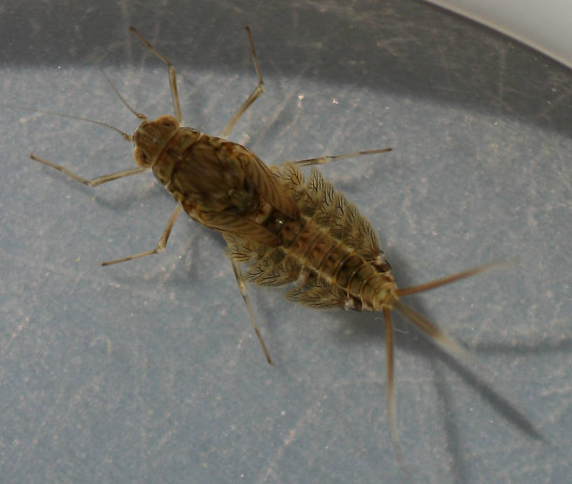 Female. Callibaetis sp. 7mm excluding cerci.
