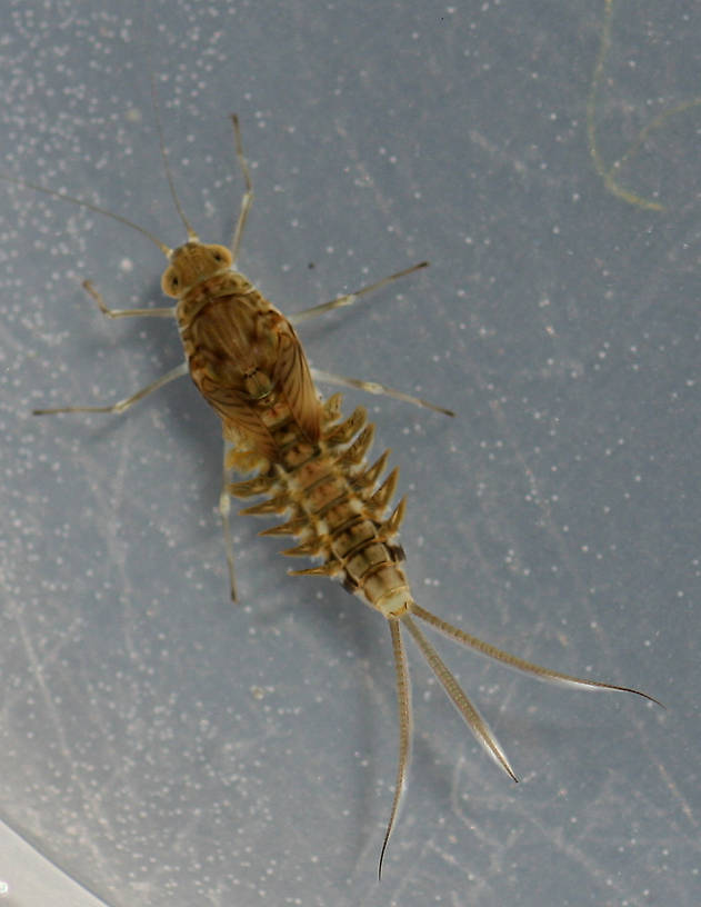 Female. Callibaetis sp. 7mm excluding cerci.
