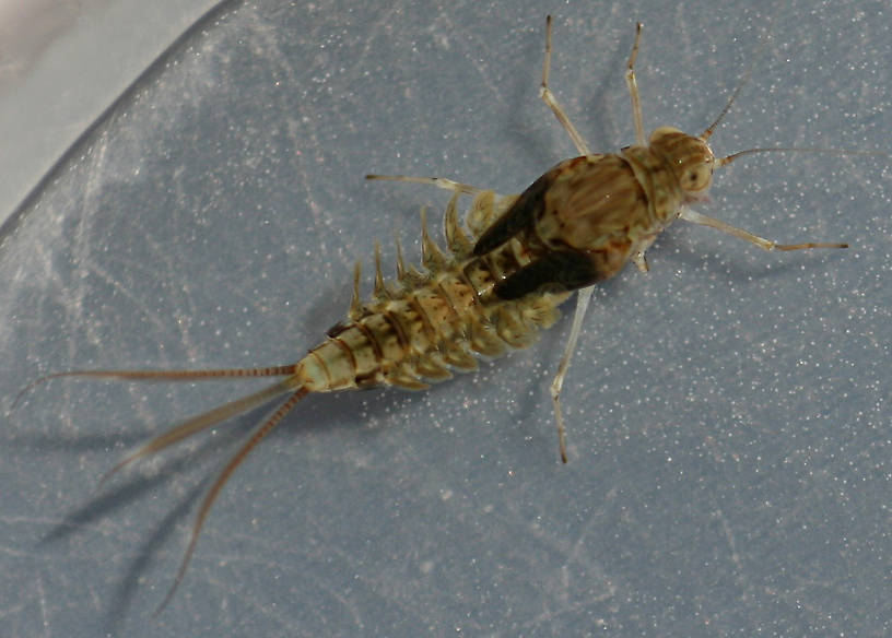 Female. Callibaetis sp. 7mm excluding cerci.
