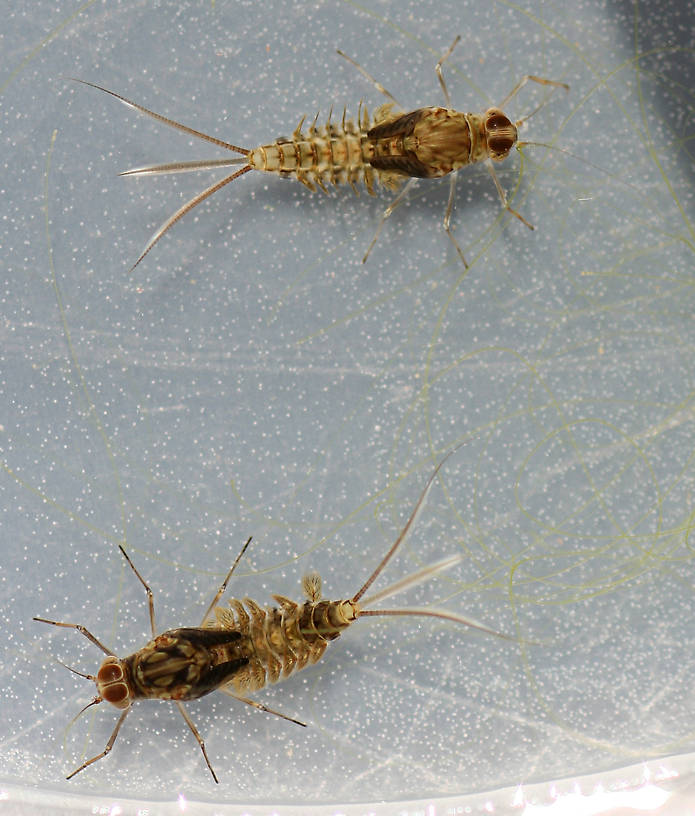 Males. Callibaetis sp. 6mm excluding cerci.
