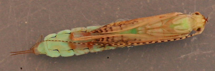 Pupa 13 mm.