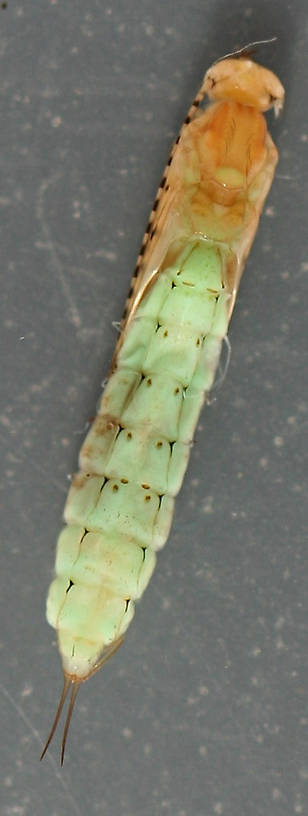 Pupa 13 mm.