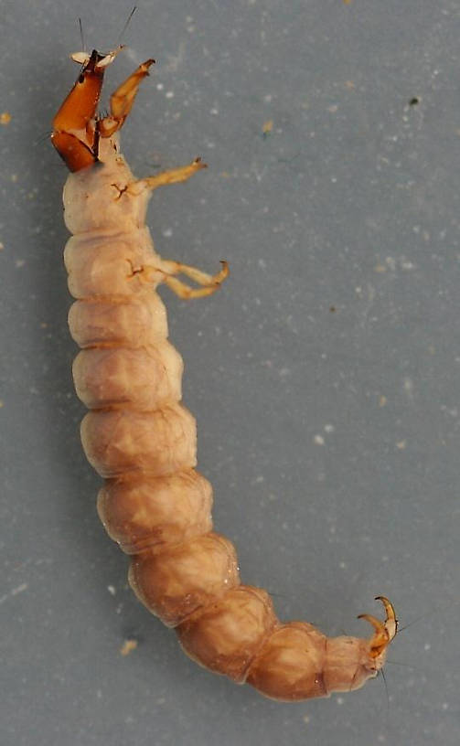 Rhyacophila betteni group. 13 mm.